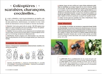 Les Carnets Du Scarabée : Insectes - Coléoptères