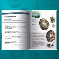Les petits livres de la nature - Coquillages marins