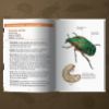 Image de Les petits livres de la nature - Coléoptères