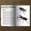 Image de Les petits livres de la nature - Coléoptères