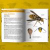 Image de Les petits livres de la nature - Abeilles et guêpes