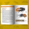 Image de Les petits livres de la nature - Abeilles et guêpes