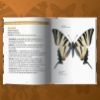 Image de Les petits livres de la nature - Papillons