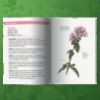 Image de Les petits livres de la nature - Plantes comestibles