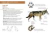 Image de Les petits livres de la nature - Gros mammifères