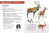 Image de Les petits livres de la nature - Gros mammifères