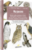 Image de Les petits livres de la nature - Rapaces