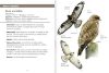 Image de Les petits livres de la nature - Rapaces