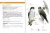 Image de Les petits livres de la nature - Rapaces