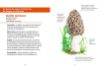 Image de Les petits livres de la nature - Champignons des forêts