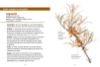 Image de Les petits livres de la nature - Baies et petits fruits
