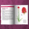Image de Les petits livres de la nature - Fleurs des montagnes