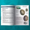 Image de Les petits livres de la nature - Coquillages marins