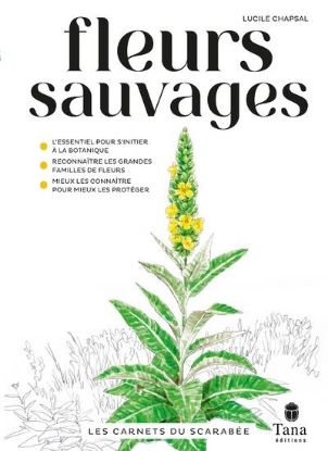 Image de Les carnets du scarabée : fleurs sauvages